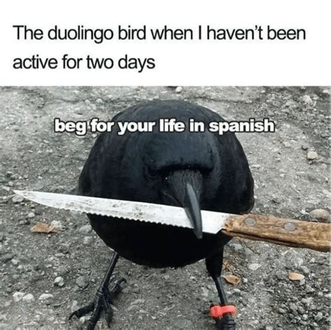 duolingo memes español|Duolingo memes are here to remind you to practice .